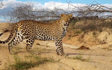 Hosana