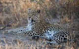 Hosana
