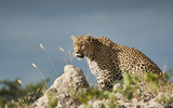 Karula