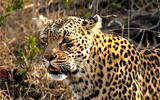 Thandi