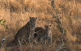 Thandi Tlalamba 24 7 2018 Sl